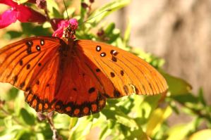 Socialización emocional