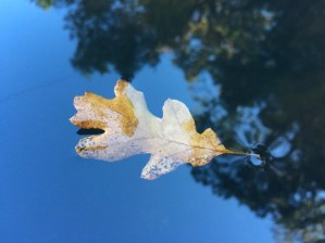 Las excusas y el no puedo