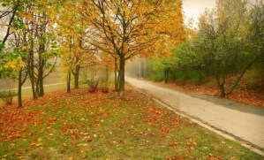 Los caminos de la emoción