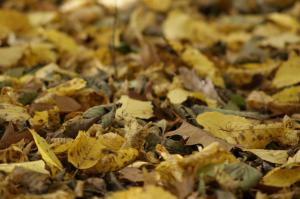 la-grandeza-de-las-pequenas-cosas